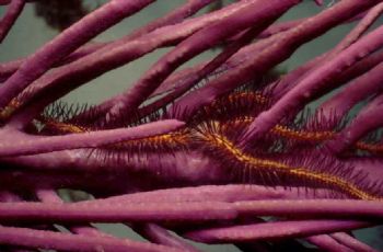 Brittle star on sea plume. San Salvador, Bahamas. Nikonos... by Derek Zelmer 